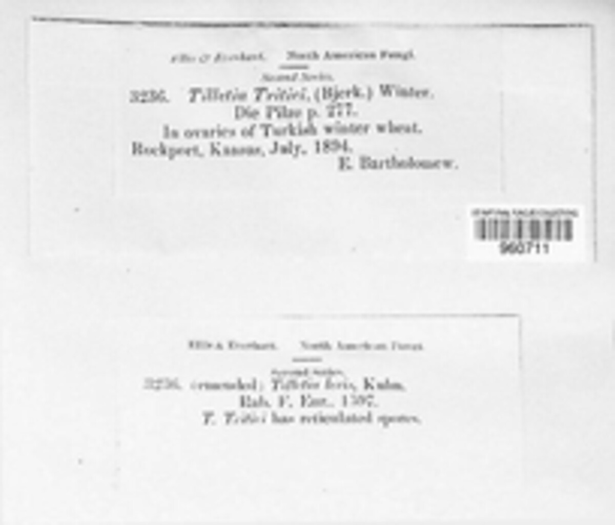 Ustilago tritici image